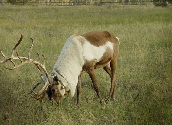 Hailaer National Forest Park